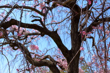 咲き始めた可愛らしい桜の花