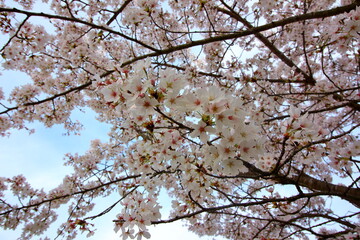 春を感じる美しい満開の桜