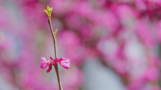 Cercis Canadensis. Judas Tree Cercis Siliquastrum Bodnant Flowering. Is A Small Deciduous Tree. Close up.
