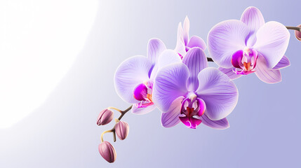 Fototapeta na wymiar Close-up of orchid with ample copy space for text