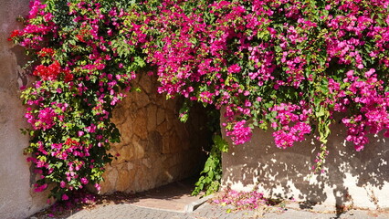 Vibrant Pink Bougainvillea Flowers Over Stone Arch Entrance Sunny Day
