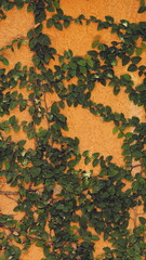 Ivy Leaves Crawling On Orange Textured Wall Vertical Natural Light Outdoor Vivid Contrast