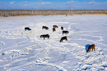 Eastern Siberia, horses grazing in the snowy steppe. Aerial view.