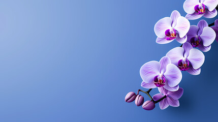 Fototapeta na wymiar Orchid with solid color background and empty copy space