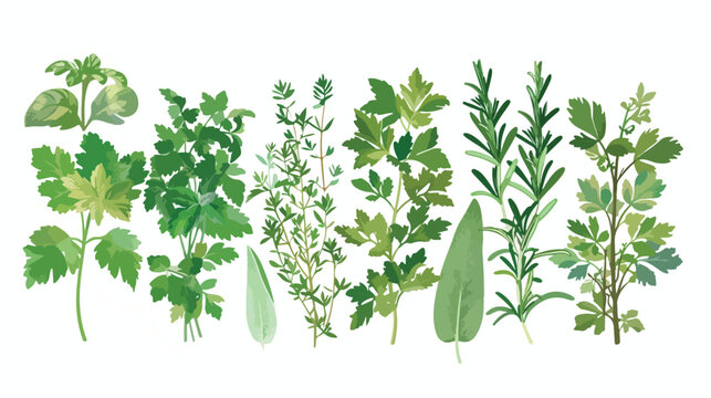 Bouquet of Parsley Sage Rosemary and Thyme flat vector