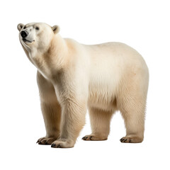 big bear looking isolated on white