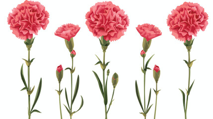 Carnation Flowers flat vector isolated on white background