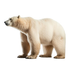 big bear looking isolated on white