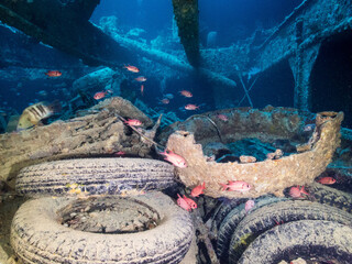 amazingly beautiful at the bottom of the red sea, astonishing with its miracles