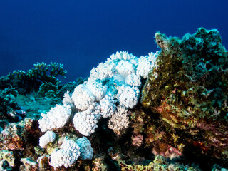 amazingly beautiful at the bottom of the red sea, astonishing with its miracles