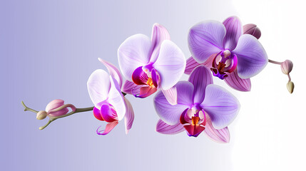Naklejka na ściany i meble orchid, simple background