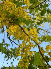 Aptly named the Golden Shower Tree, Cassia fistula has impressive blooms that drape from the crown and will sway gently in the breeze. Beyond the dazzling gold color that the flowers add to the lands