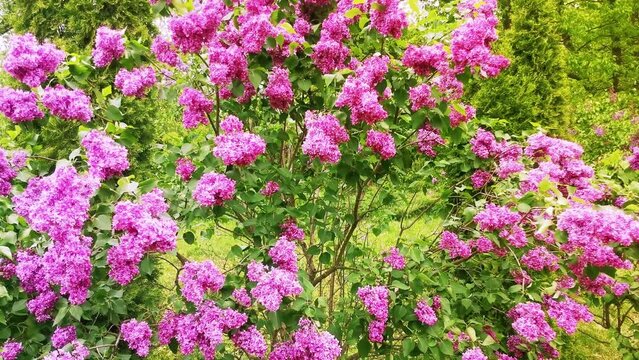 Lilac bush sways in the wind. Beautiful purple lilac flowers.