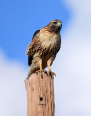 red-tailed hawk looking for prey on a  utility pole on a sunny day near alamogordo, new mexico