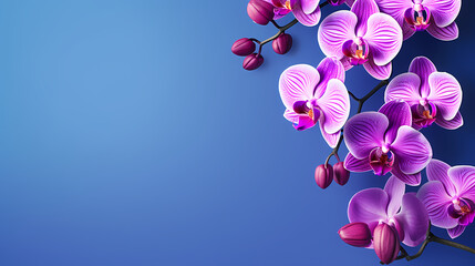 Beautiful blooming orchid with copy space