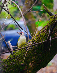 european green woodpecker perching in a tree