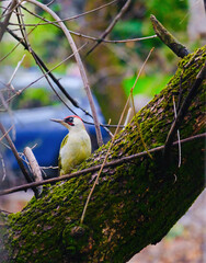 european green woodpecker perching in a tree
