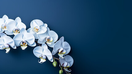Beautiful blooming orchid with copy space