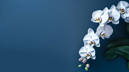 Beautiful blooming orchid with copy space