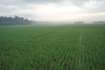 ricefield in java, indonesia