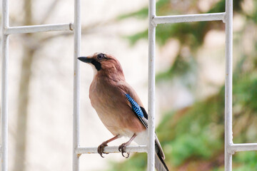 Close-up of Eurasian Jay, birds in wildlife