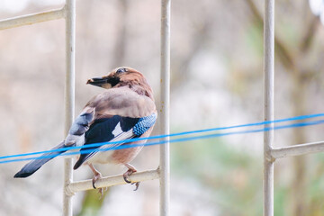 Close-up of Eurasian Jay, birds in wildlife