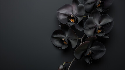 Beautiful Black Orchids, Banner Suitable For Funeral Ceremony