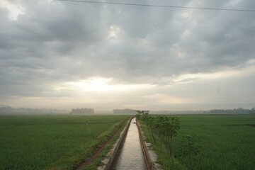 ricefield in java, indonesia