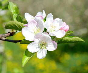 Apple Tree Blossoms - Apple Tree Blossoms in Bloom in South Tyrol	