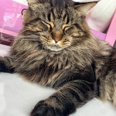 小猫