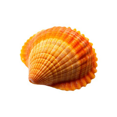 Scallop seashell isolated on transparent