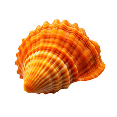 Fototapeta premium Scallop seashell isolated on transparent