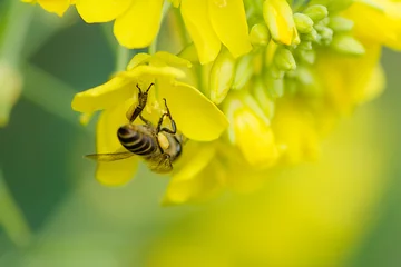 Foto op Canvas Bee collecting nectar in a yellow rape flower in spring. © zhikun sun