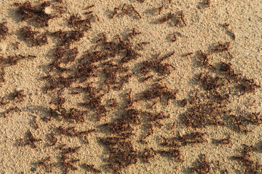 Ants ant detail close up group colony nest animals