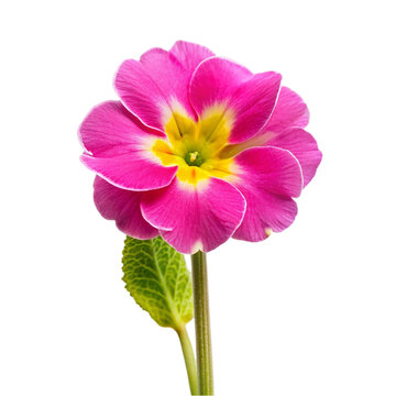 Pink primrose flower isolated on transparent background.