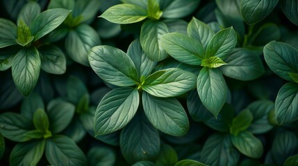 Lush green plants with vibrant leaves growing closely together, creating a dense mat of foliage - obrazy, fototapety, plakaty