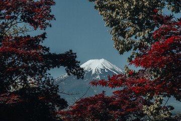 fuji mountain in autumn view on the top with trees
