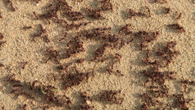 Ants ant detail close up group colony nest animals