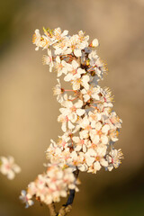 spring blossom in spring