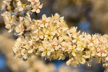 spring blossom in spring