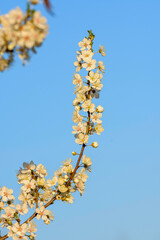 spring blossom in spring