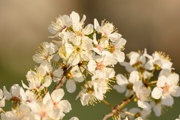 spring blossom in spring