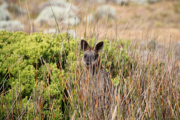 Fototapeta premium Wallaby in the grass