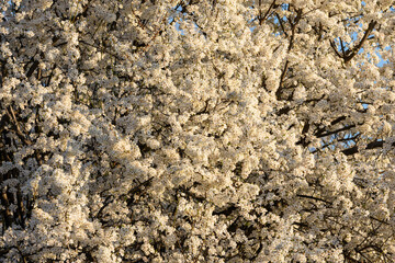 spring blossom in spring