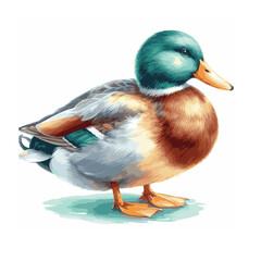 Obraz premium Duck Watercolor illustration , Waterfowl Painting on white background