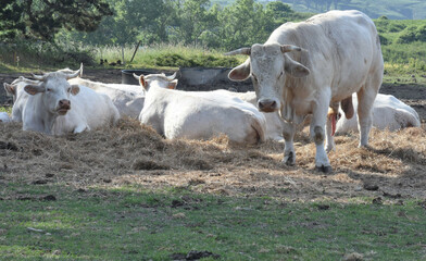 Bull and cows, taureau et vaches Charolaises de Bourgogne, France