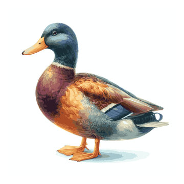 Duck Watercolor illustration , Waterfowl Painting on white background