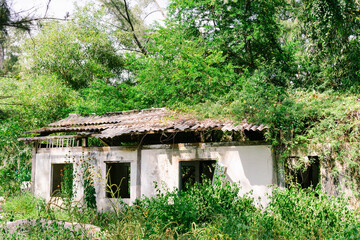 A abandoned old house with open windows overrun by lush greenery