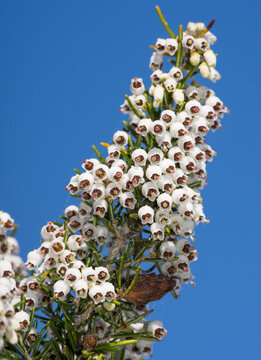 Erica arborea, fioritura