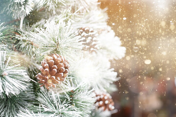 Pine tree with morning on the twig leaves. pine cones at the end of branches, abstract nature background. Copy space..